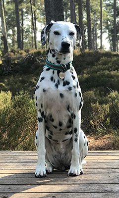 Lucy, the hosts' Dalmatian, sitting on a wooden deck in the forest